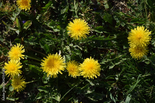 Yellow dandelion flowers