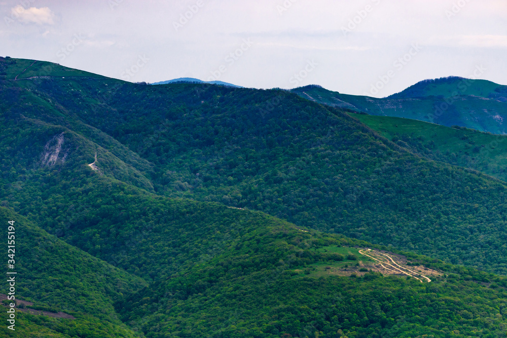 Obraz premium Green forest background in mountain