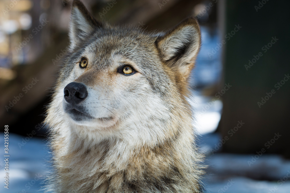 Fototapeta premium Wolf at Adirondack Wildlife Refuge Upstate New York