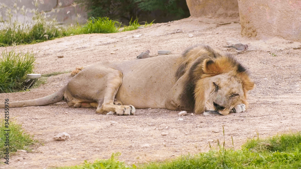 A thin lion sleeps in a zoo. A thin lion sleeps in a zoo.
