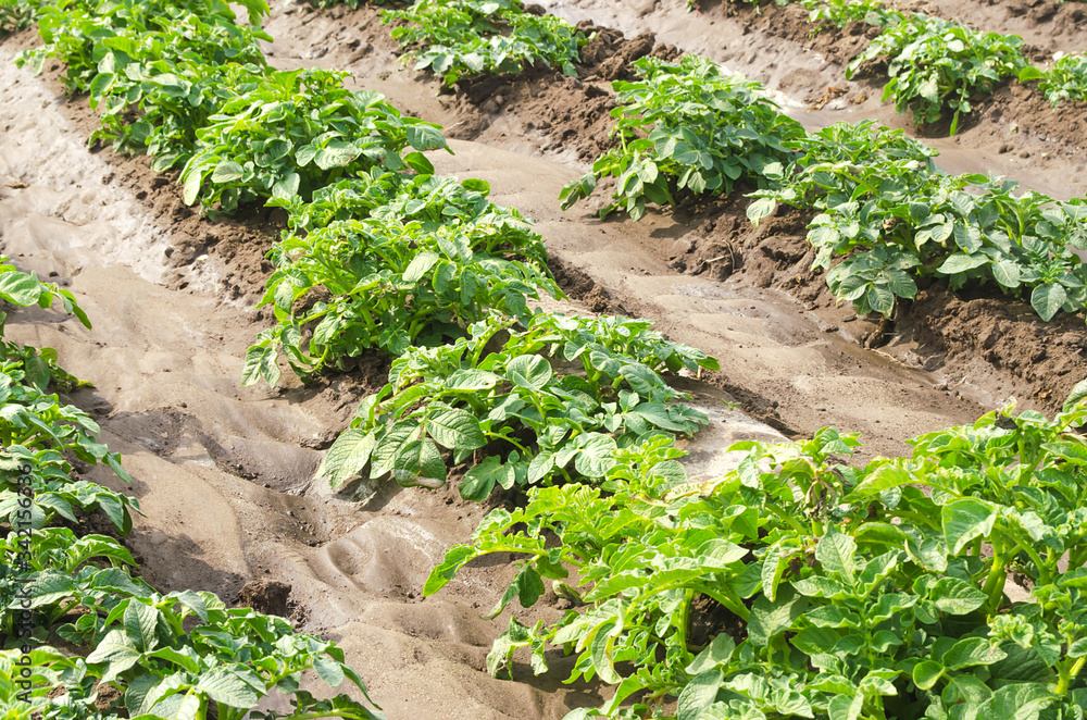 Plantation of young potato bushes on a farm field. Agriculture and crop vegetables production. Organic farming products. Watering, fertilizers and pest protection. Agroindustry and agribusiness. Plantation of young potato bushes on a farm field. Agriculture and crop vegetables production. Organic farming products. Watering, fertilizers and pest protection. Agroindustry and agribusiness.