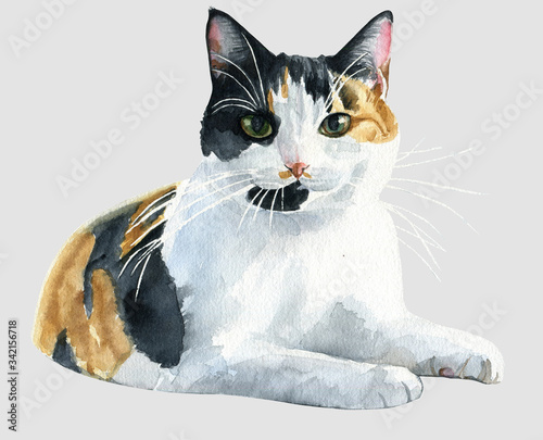 watercolor cat on gray background photo