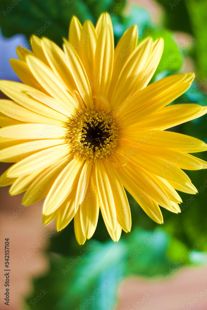 yellow gerber daisy flower plain