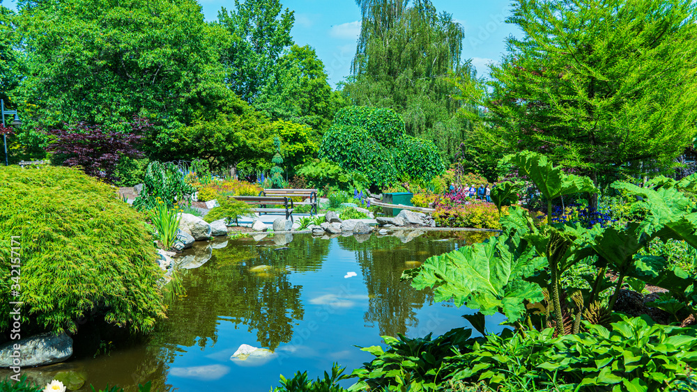 pond in the park