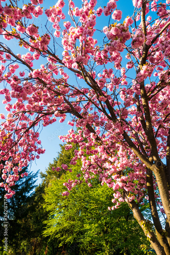 Blühender, rosa farbener Japanischer Kirschbaum Blühender, rosa farbener Japanischer Kirschbaum