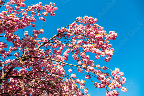Blühender, rosa farbener Japanischer Kirschbaum