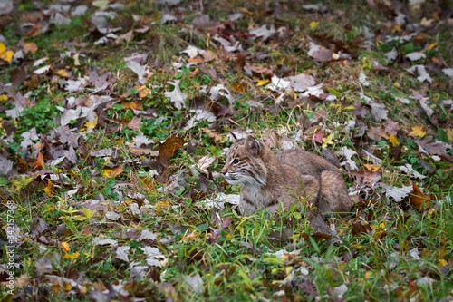 Bobcat (Lynx rufus) Sits in Grass Looking Left Autumn © hkuchera