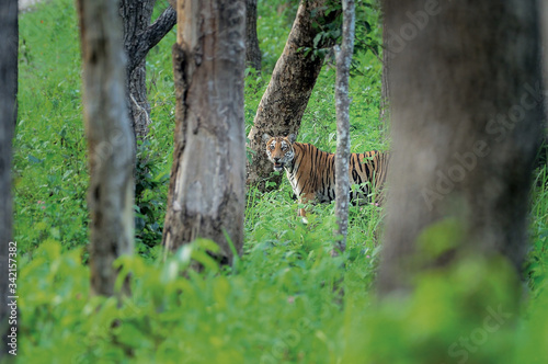 Royal bengal tiger © faisalmagnet