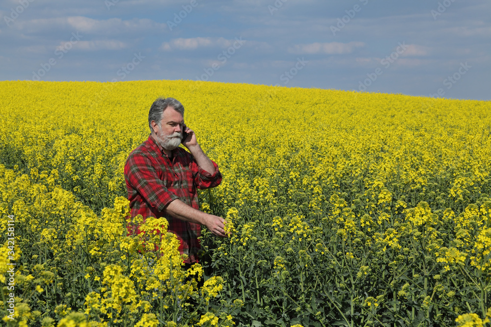 Farmer or agronomist  inspecting quality of canola plants in field and speaking by mobile phone, oil rape in spring
