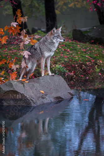 Coyote (Canis latrans) Stands on Rock Reflected in Pond Looking Out Autumn