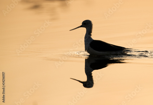 Black-winged Stilt wading in water