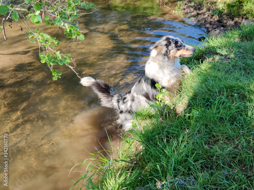 Hunde baden gerne im Fluss photo