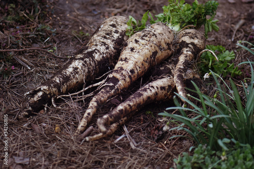 Parsnips on the farmer's hands