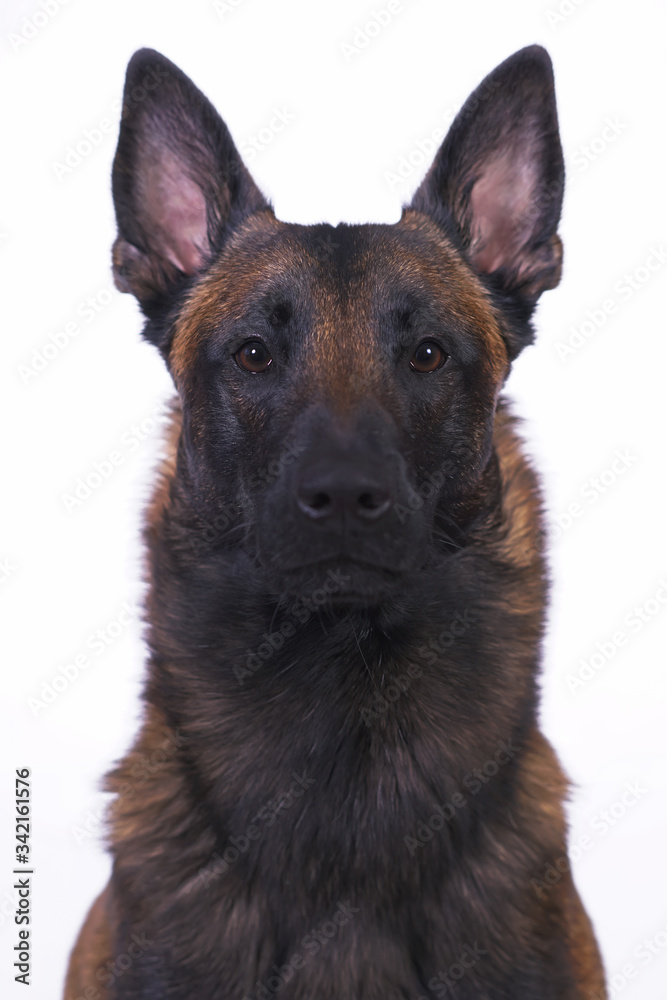 The portrait of a serious Belgian Shepherd dog Malinois posing indoors on a white background The portrait of a serious Belgian Shepherd dog Malinois posing indoors on a white background