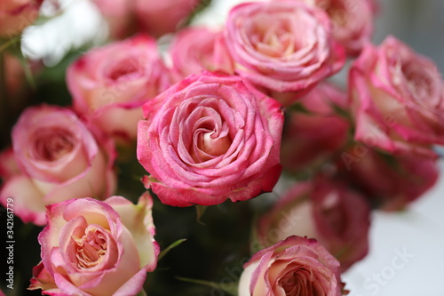 a bouquet of pink roses close-up