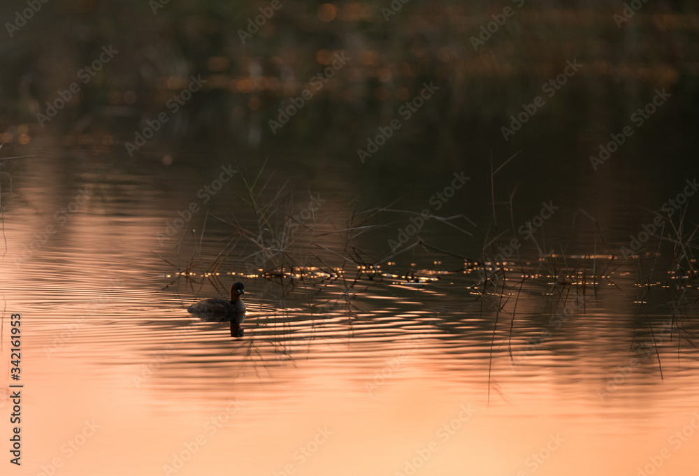 Little grebe in the morning light at Buhair lake, Bahrain Little grebe in the morning light at Buhair lake, Bahrain