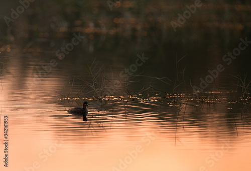 Little grebe in the morning light at Buhair lake, Bahrain