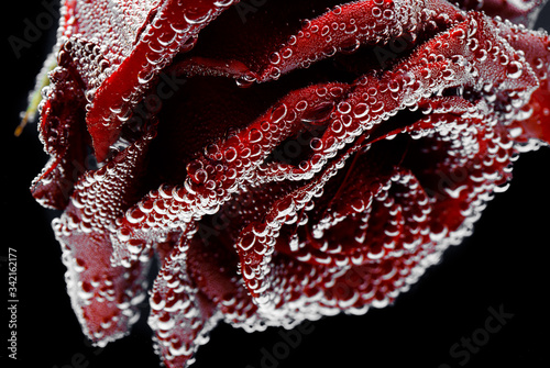 Red rose with dew drops on a black background. Preparation of postcards