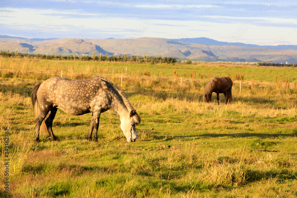 Iceland - August 25, 2017: Horse in the Iceland field, Iceland, Europe Iceland - August 25, 2017: Horse in the Iceland field, Iceland, Europe