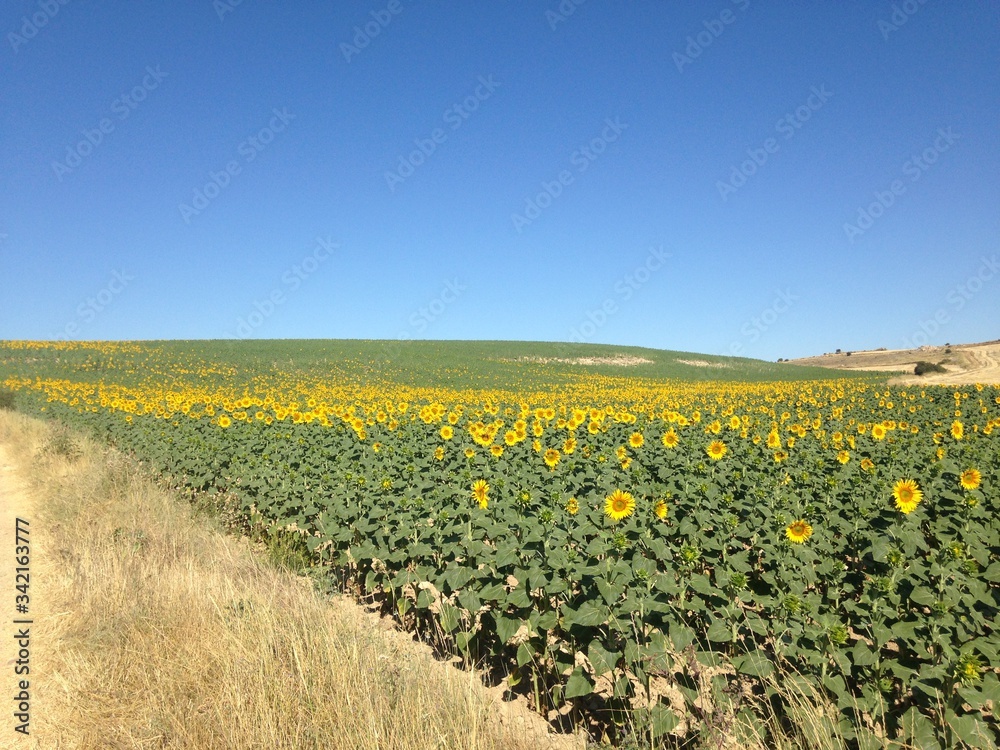 field, sky, agriculture, landscape, nature, yellow, flower, sunflower, spring, green, summer, farm, meadow, blue, rural, sunflowers, flowers, plant, countryside, grass, land, clouds, country, crop, ho