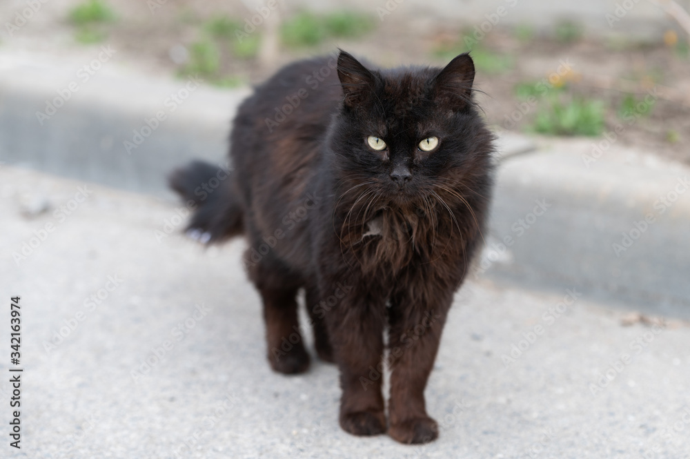 messy thrown black cat with beautiful eyes in the park. fluffy homeless pet walks down the street