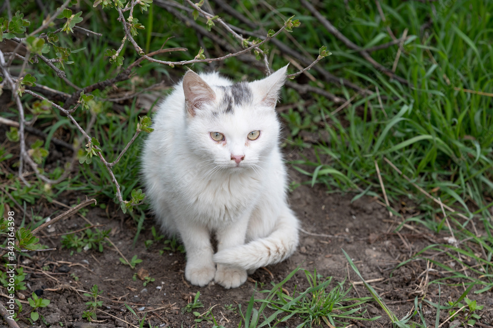 frightened white stray kitten is sitting on the green grass. cute thrown sad pet hungry and lonely