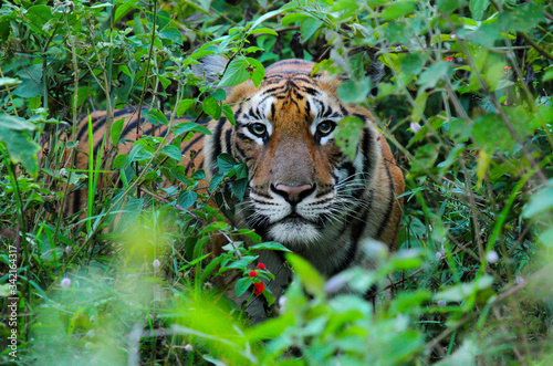 Angry Royal Bengal Tiger photo