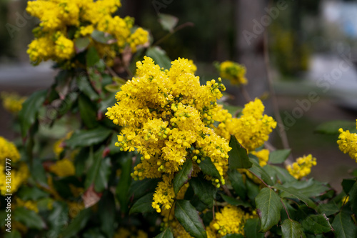 Closeup of yellow flowers of a mahonia bush in spring among green foliage. garden decoration and landscaping. bright beautiful flowers in the garden