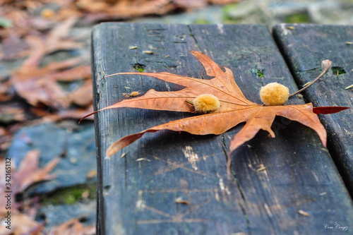 auntum leaf