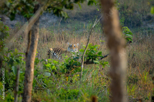 Tiger in the woods