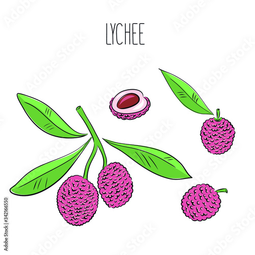 Lichi Lychee fruit, bunch. Organic nutrition healthy food. Engraved exotical hand drawn sketch doodle vector lichi illustration. Tropical fruit Lychee Isolated on white background