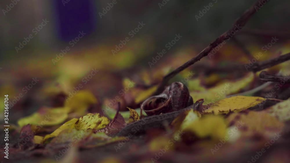 Slug moves between leaves and snail's shell Slug moves between leaves and snail's shell