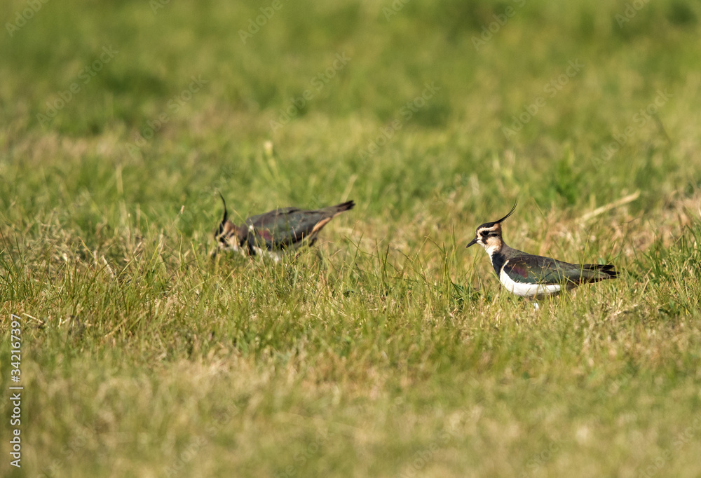 A pair of Northern Lapwing A pair of Northern Lapwing