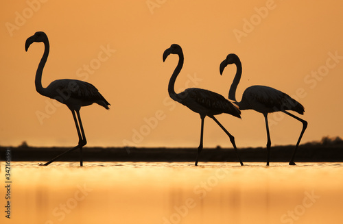 Greater Flamingos in the morning light