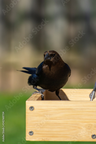 Male Cowbird