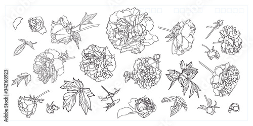 Vector luxury peony blossom icon set. Realistic peony flower illustration set in line art style. Elegant background. Botany set. Surface pattern design.