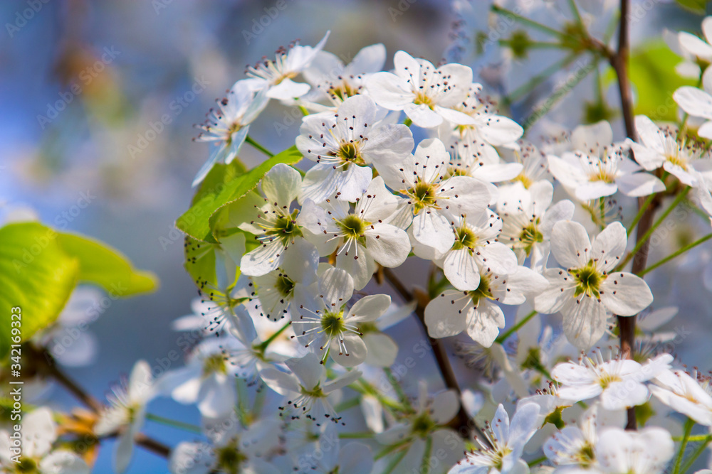 Spring Flowers Trees at Glens Falls Upstate New York Adirondacks