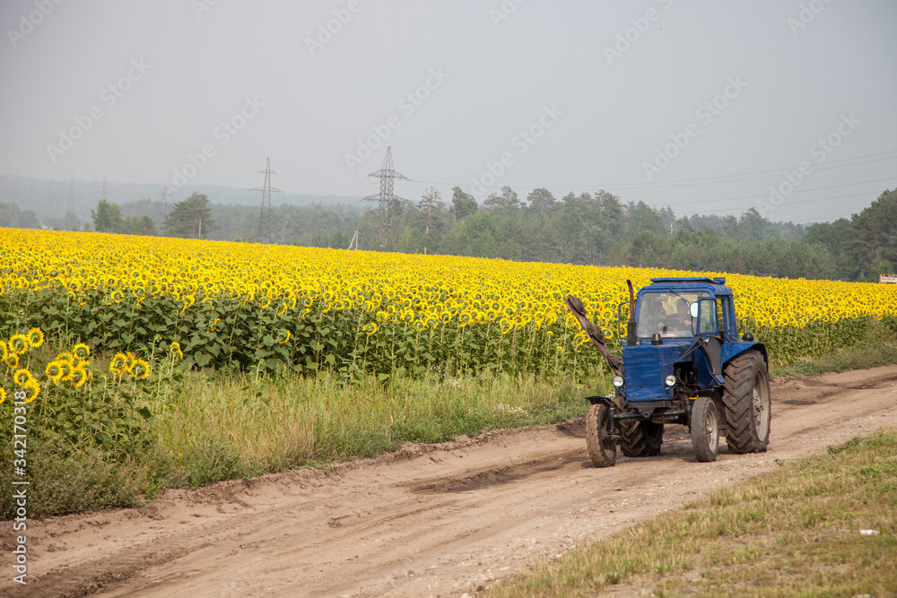 the tractor travels along the field of sunflowers