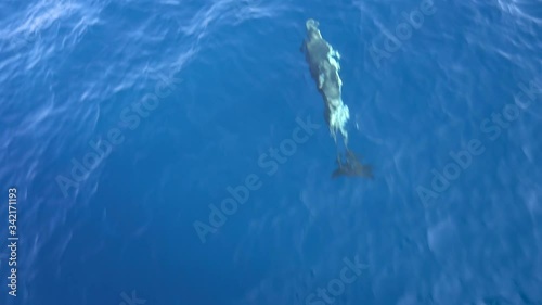 Dolphins swimming near the ship in the sea in the strait of Gibraltar. Marine animals in natural habitat. Spain, Gibraltar