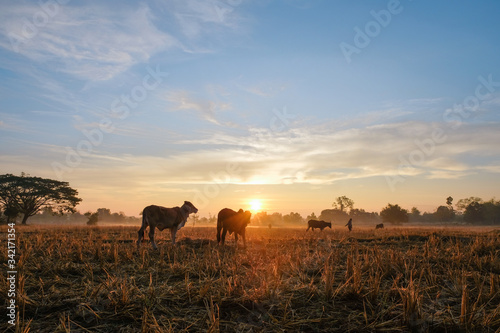 farming landscape picture of cows are grazing in the morning sunrise.