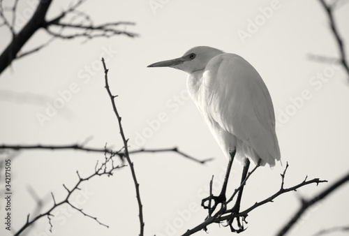 Cattle Egret perched on a tree