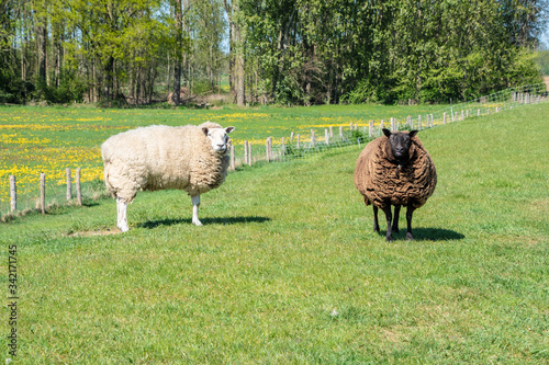 One white and one brown sheep in the meadow on a sunny day