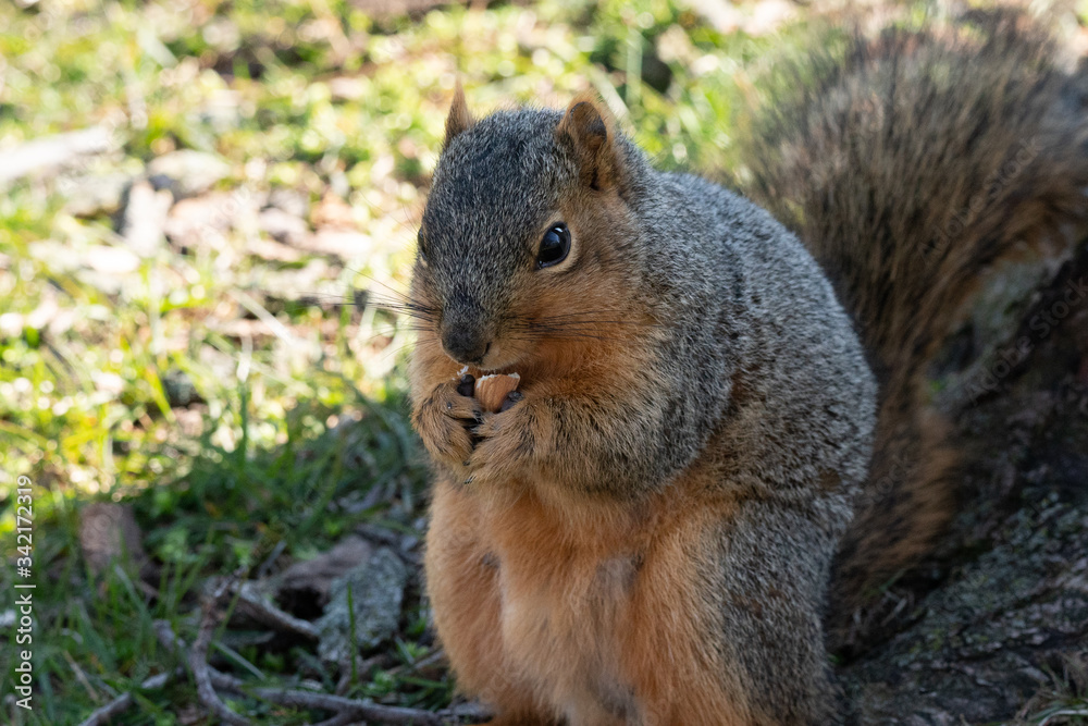 Squirrel eats a nut in the park Squirrel eats a nut in the park