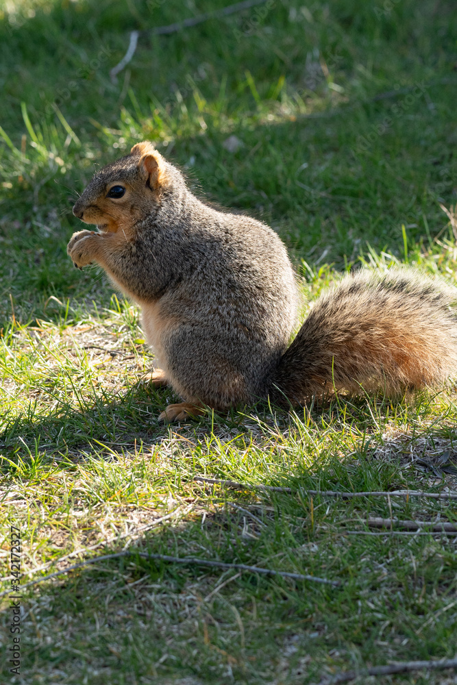 Obraz premium Squirrel eats a nut in the park