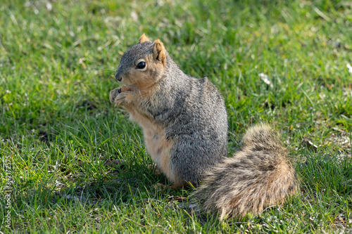 squirrel gets a snack on a sunny day in the park