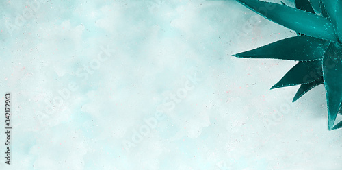 A top view of the leaves of an aloe vera plant closeup which stands on a concrete surface with a heterogeneous texture. Plant concept, background, flat layout.