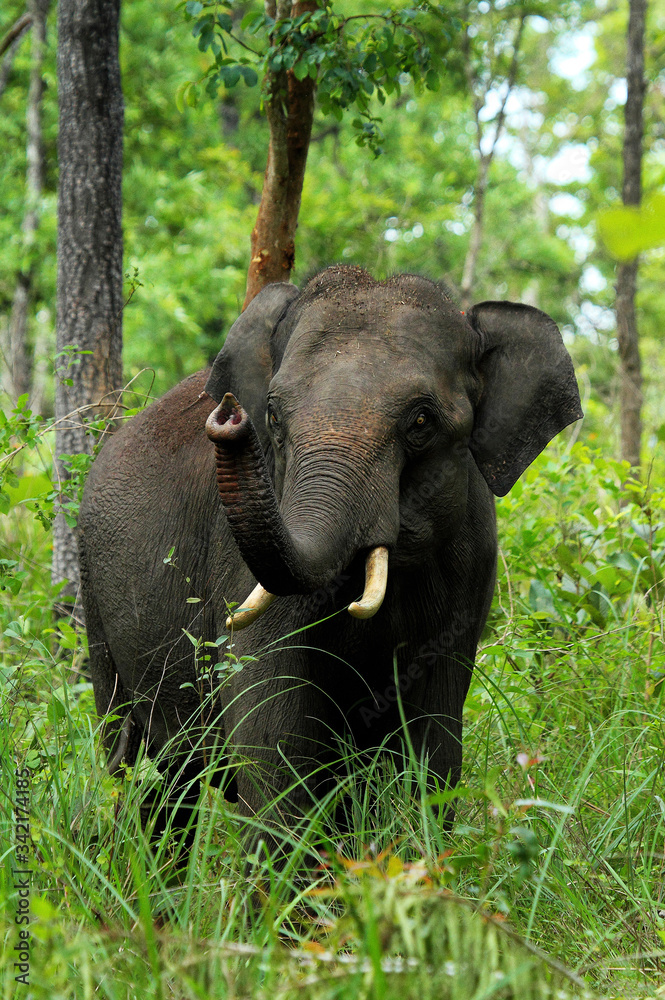 Obraz premium Asian Elephant Salute