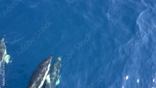 Dolphins swimming near the ship in the sea in the strait of Gibraltar. Marine animals in natural habitat. From the port side of the boat. Spain, Gibraltar