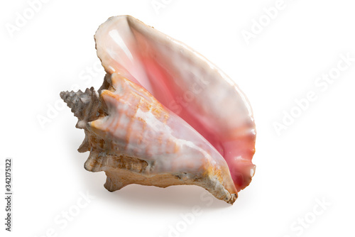 sea shell isolated on white