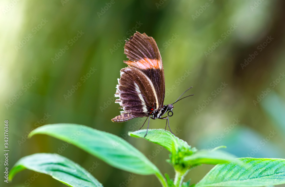 Beautiful heliconius butterfly sitting on flower in a summer garden
Beautiful heliconius butterfly sitting on flower in a summer garden